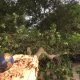 Earth 22 with tree downed by storm